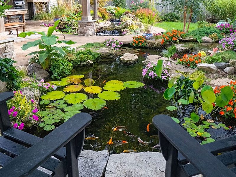 Pond Scapes
