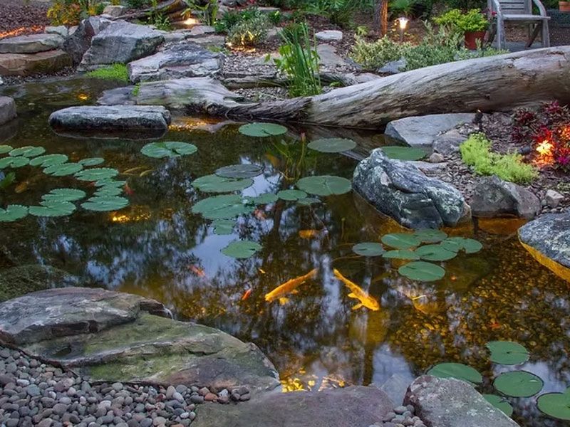 Pond Scapes