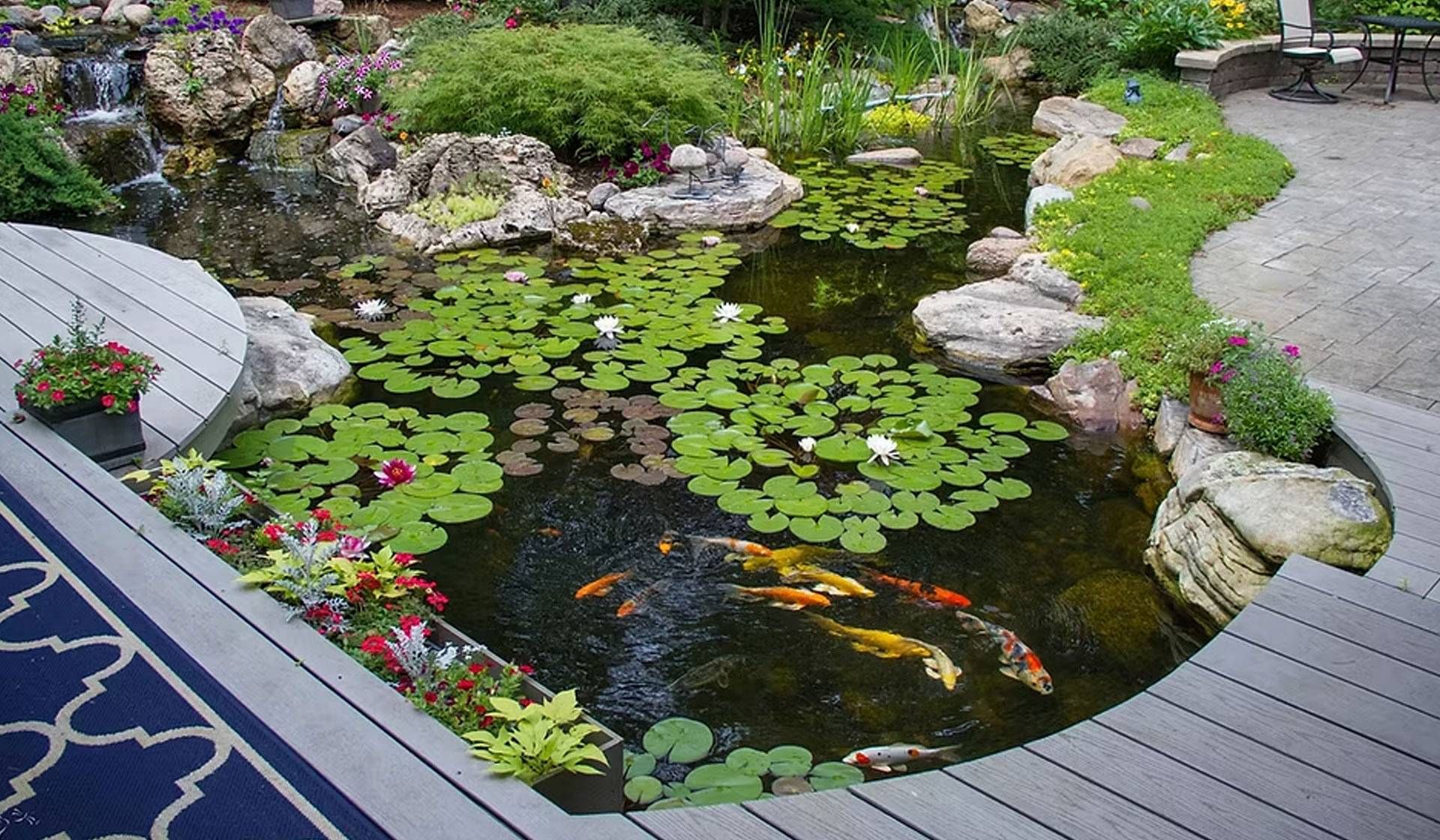 Curved koi pond with water lilies beside a composite deck