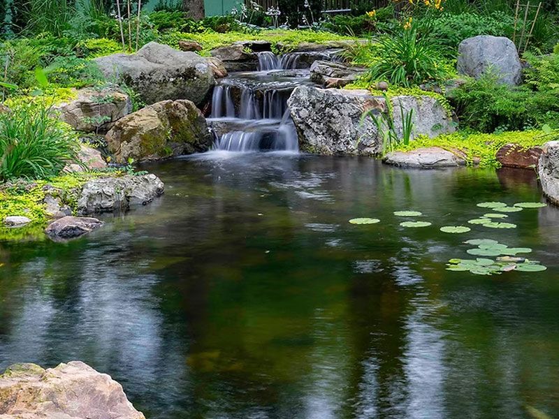 Waterfall feeding a still pond with lily pads under trees